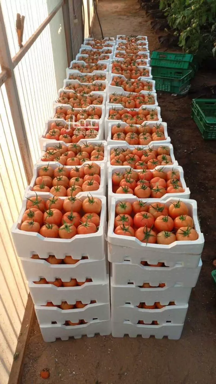 Farm for Sale in Medina Al Balqaa صورة 4