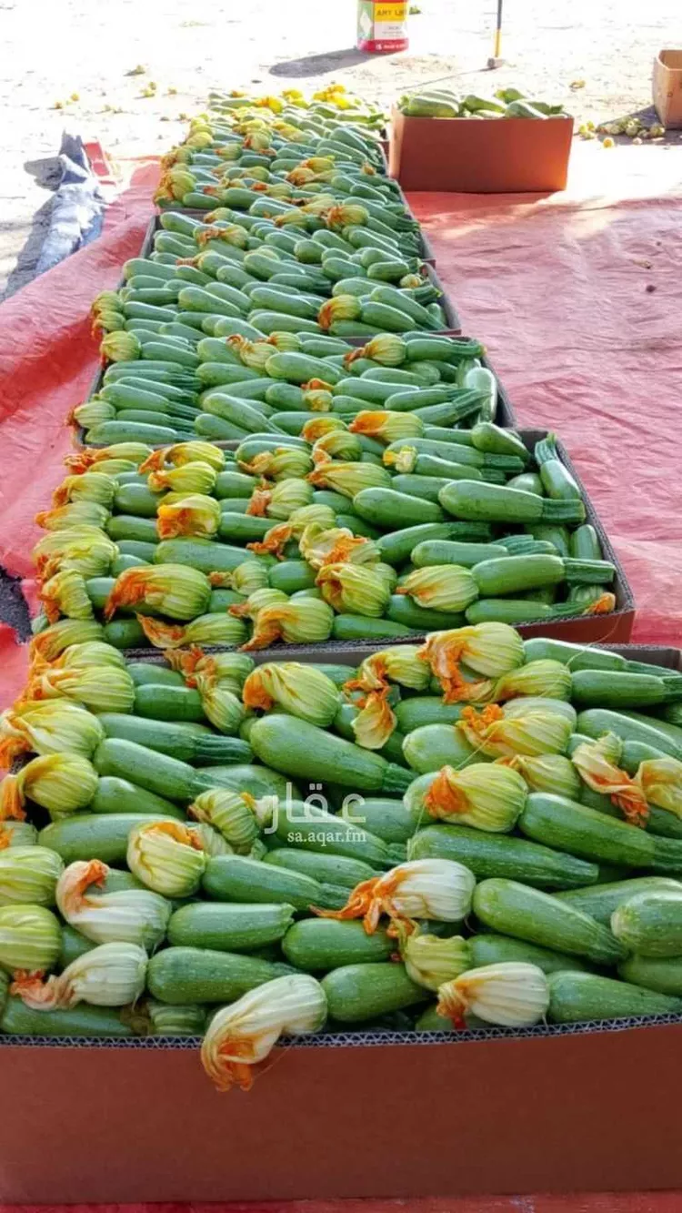 Farm for Sale in Medina Al Balqaa