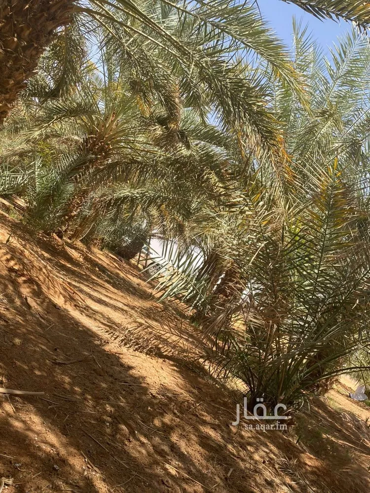 مزرعة للبيع في شارع طريق حائل العلا, حي بئر الرفدي, مدينة بئر الرفدى, منطقة حائل صورة 5