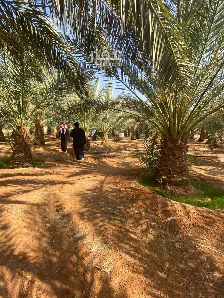 مزرعة للبيع في شارع طريق حائل العلا, حي بئر الرفدي, مدينة بئر الرفدى, منطقة حائل