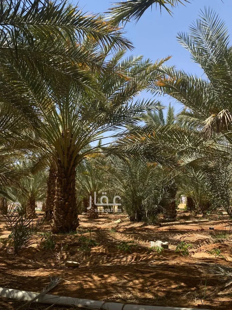 مزرعة للبيع في شارع طريق حائل العلا, حي بئر الرفدي, مدينة بئر الرفدى, منطقة حائل صورة 4