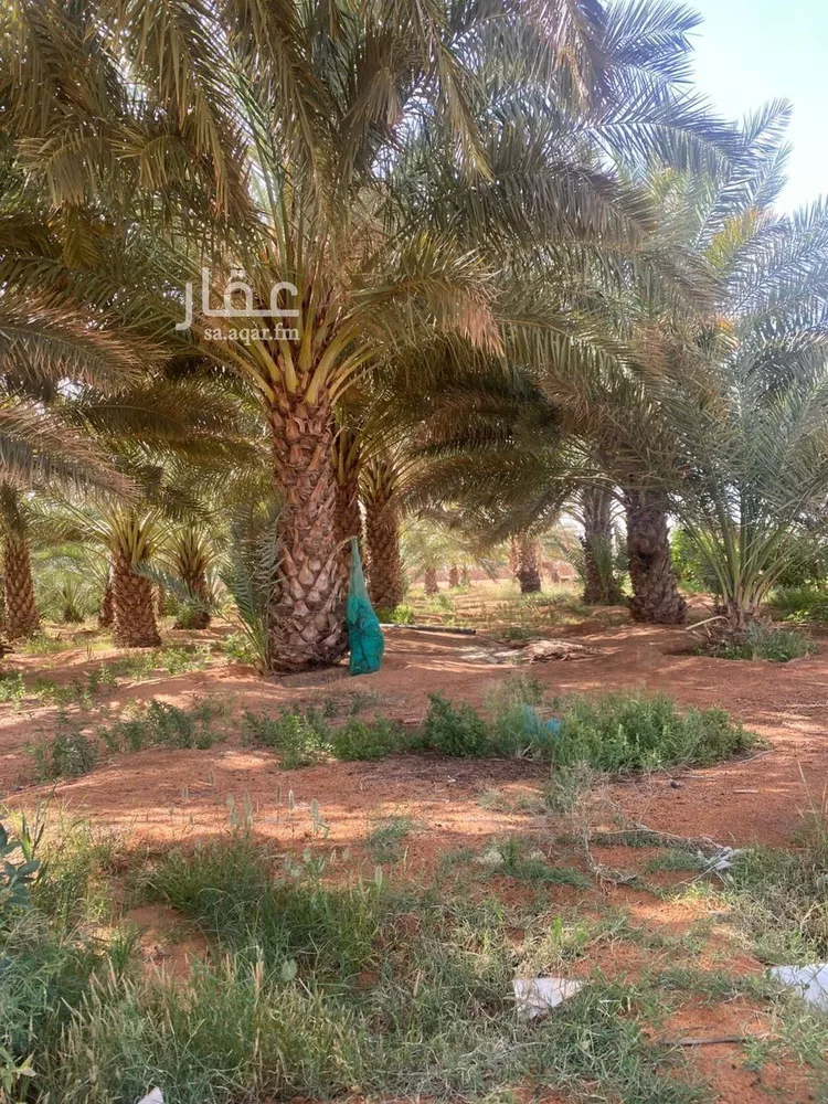 مزرعة للبيع في شارع طريق حائل العلا, حي بئر الرفدي, مدينة بئر الرفدى, منطقة حائل صورة 3