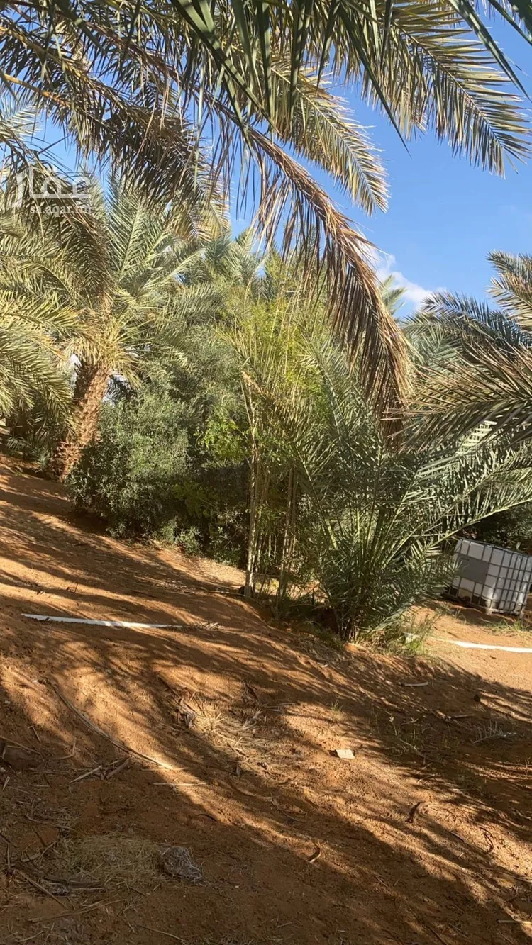 مزرعة للبيع في شارع طريق حائل العلا, حي بئر الرفدي, مدينة بئر الرفدى, منطقة حائل صورة 2