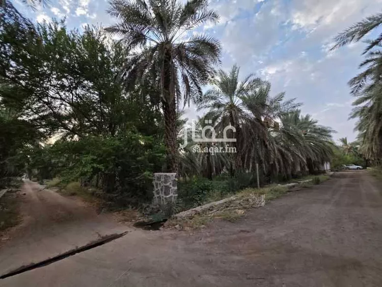 مزرعة للإيجار في حي الشريبات, مدينة المدينة المنورة, منطقة المدينة المنورة صورة 5