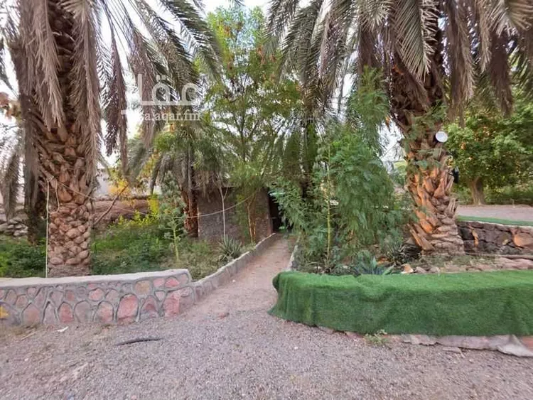 مزرعة للإيجار في حي الشريبات, مدينة المدينة المنورة, منطقة المدينة المنورة 14