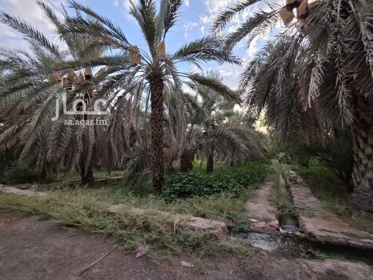 مزرعة للإيجار في حي الشريبات, مدينة المدينة المنورة, منطقة المدينة المنورة صورة 4