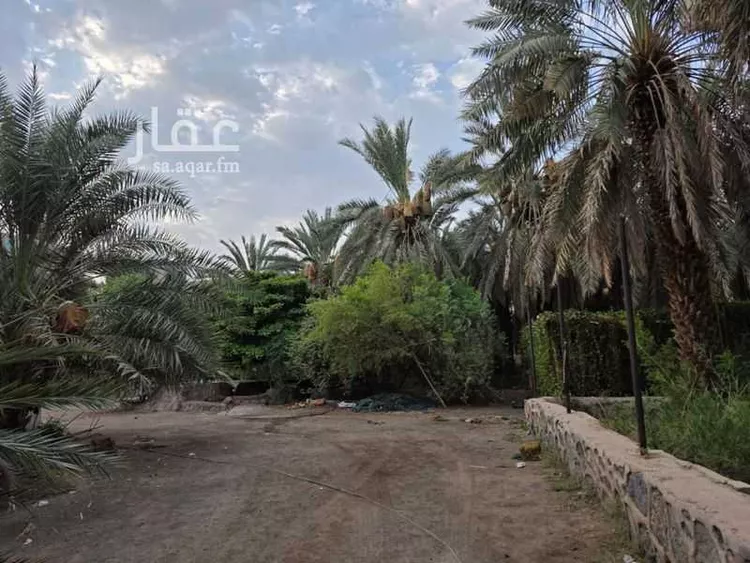 مزرعة للإيجار في حي الشريبات, مدينة المدينة المنورة, منطقة المدينة المنورة صورة 3