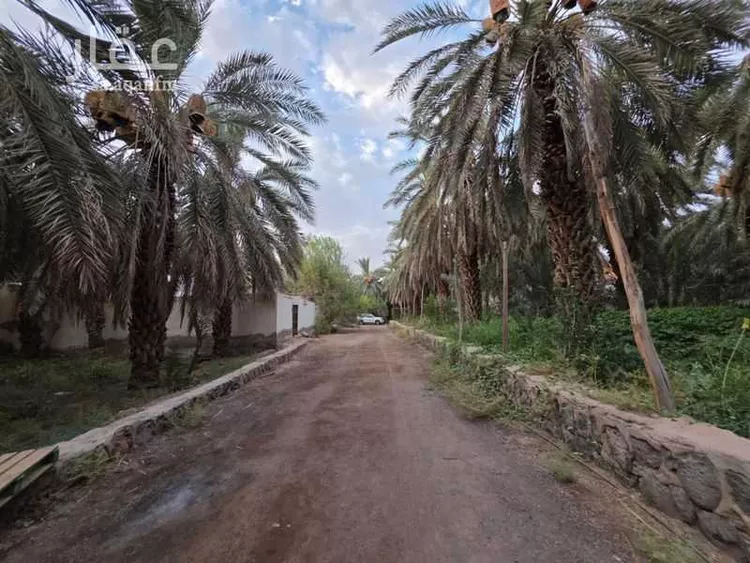 مزرعة للإيجار في حي الشريبات, مدينة المدينة المنورة, منطقة المدينة المنورة