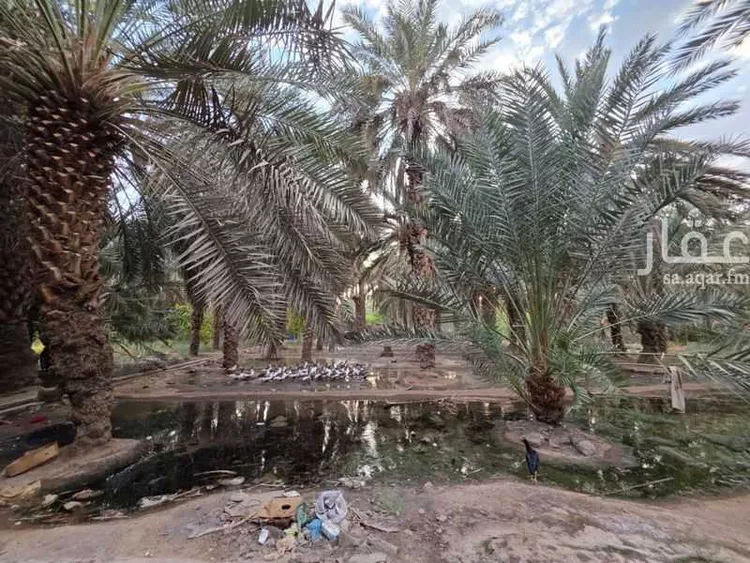 مزرعة للإيجار في حي الشريبات, مدينة المدينة المنورة, منطقة المدينة المنورة 29