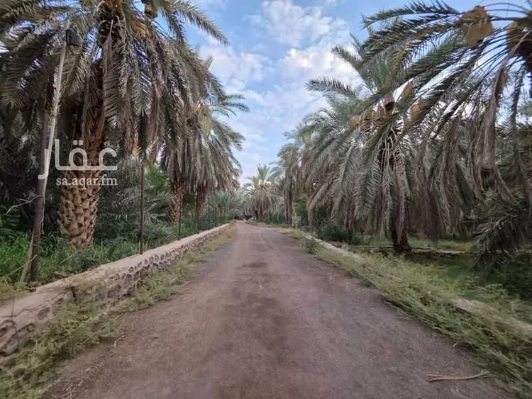 مزرعة للإيجار في حي الشريبات, مدينة المدينة المنورة, منطقة المدينة المنورة 6