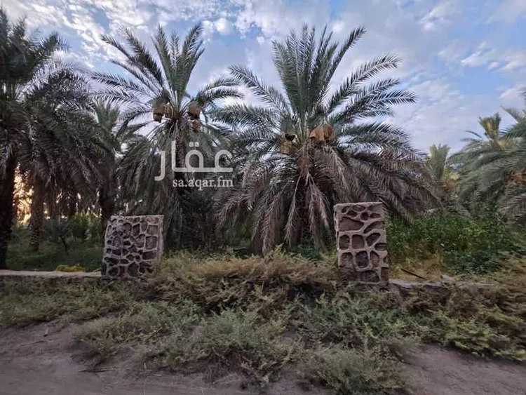 مزرعة للإيجار في حي الشريبات, مدينة المدينة المنورة, منطقة المدينة المنورة 26