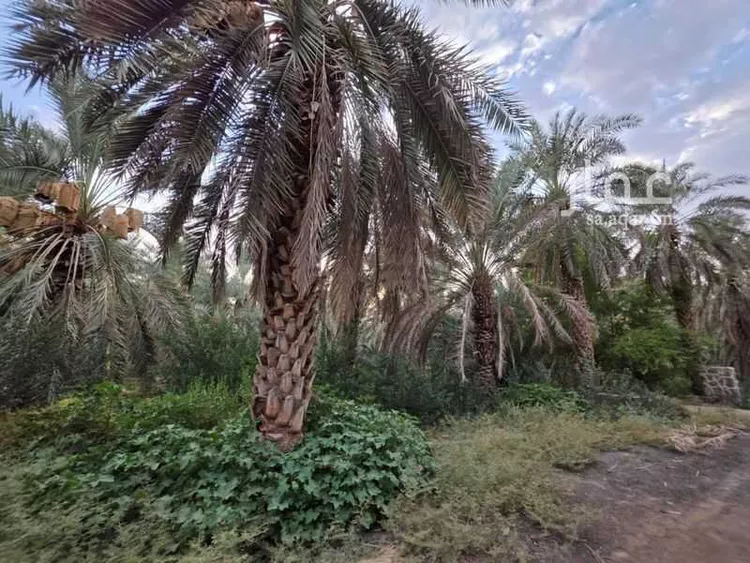 مزرعة للإيجار في حي الشريبات, مدينة المدينة المنورة, منطقة المدينة المنورة 7