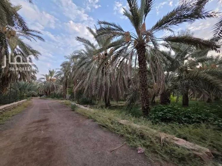 مزرعة للإيجار في حي الشريبات, مدينة المدينة المنورة, منطقة المدينة المنورة صورة 2
