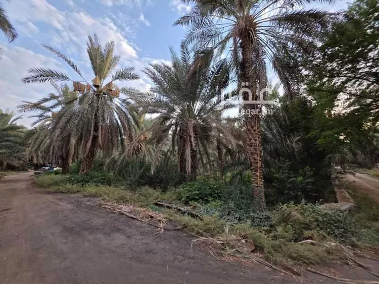 مزرعة للإيجار في حي الشريبات, مدينة المدينة المنورة, منطقة المدينة المنورة 27