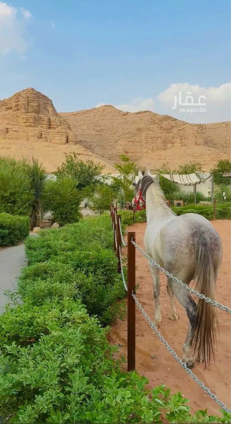 شاليه واستراحة للحجز في شارع قصور ال مقبل 8 ، حي القرينية ، ضرما ، ضرما 12