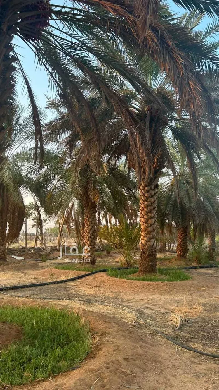 Farm for Sale in Buraydah Ash Shiqah صورة 3