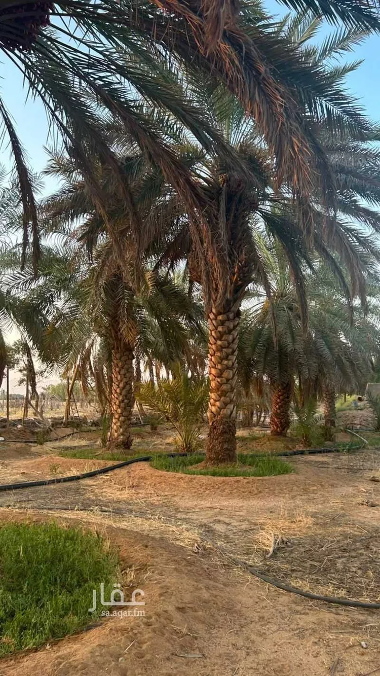 مزرعة للبيع في شارع الشقة 526, حي المليداء, مدينة بريدة, منطقة القصيم 7