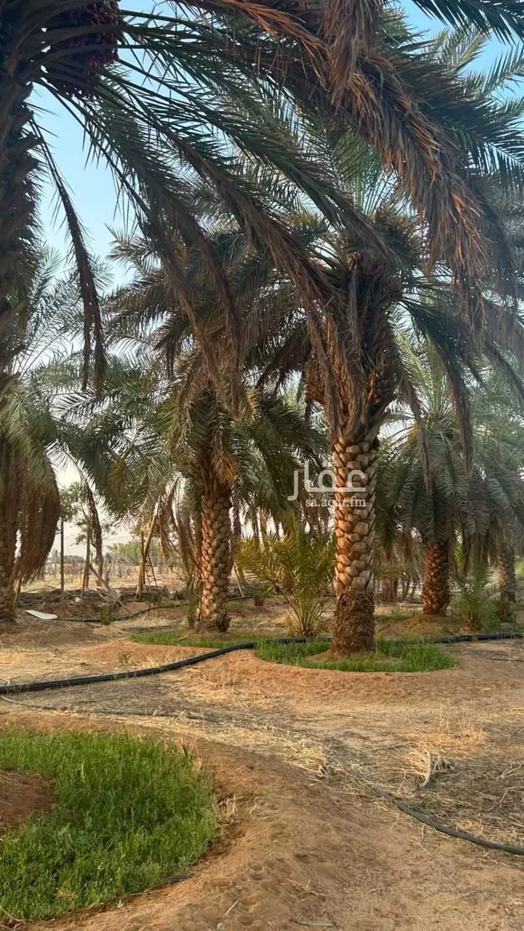 مزرعة للبيع في شارع الشقة 526, حي المليداء, مدينة بريدة, منطقة القصيم صورة 4