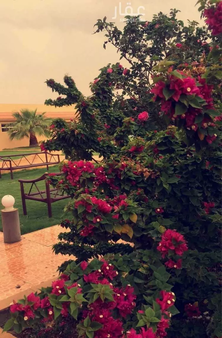 مزرعة للبيع في شارع منيفة القاعد 531, حي منيفة القاعد, مدينة منيفة القاعد, منطقة حائل صورة 3