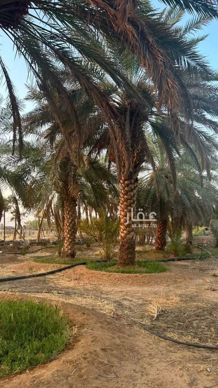 مزرعة للبيع في شارع الشقة 526, حي المليداء, مدينة بريدة, منطقة القصيم 7