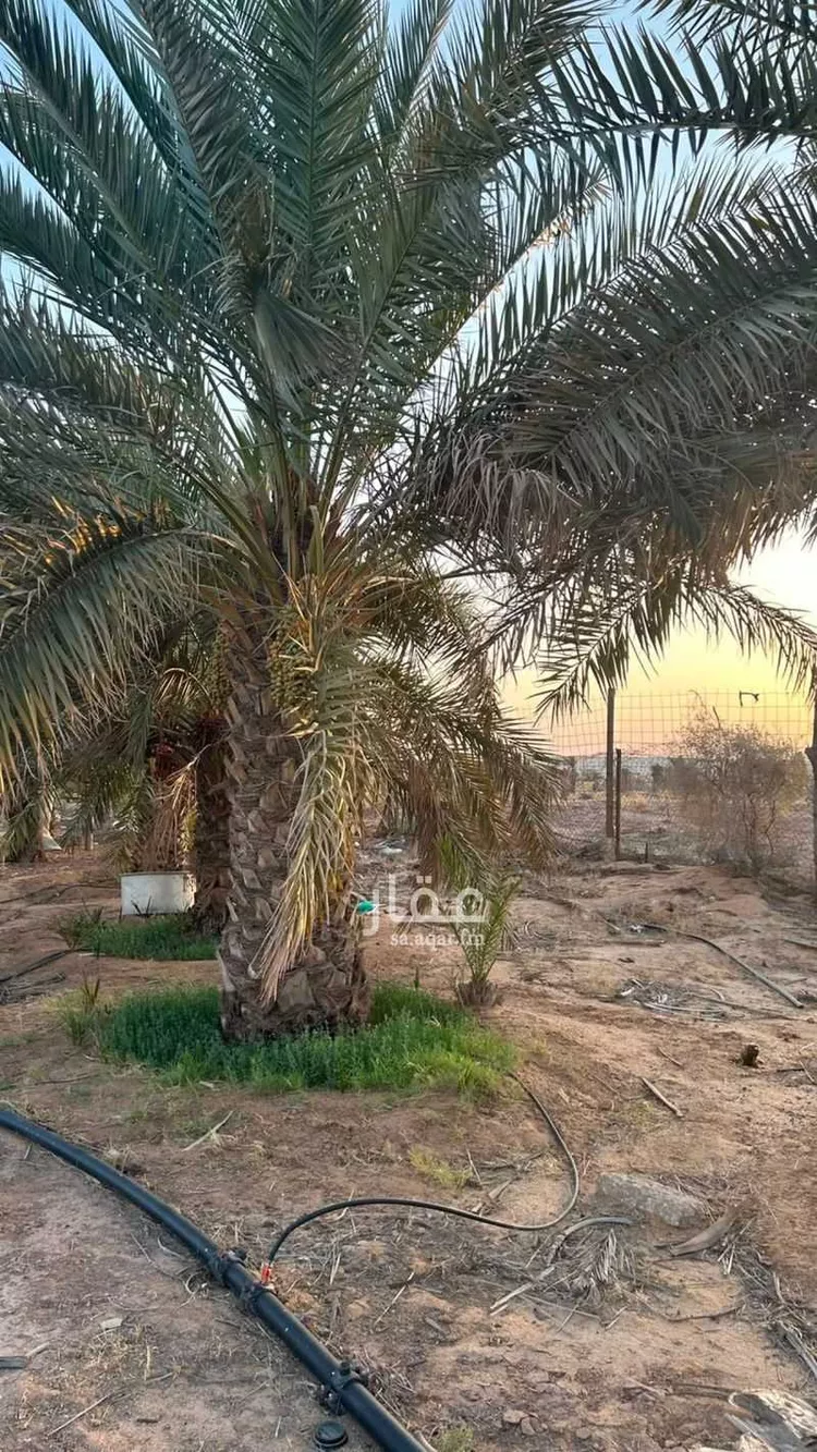 مزرعة للبيع في شارع الشقة 526, حي المليداء, مدينة بريدة, منطقة القصيم 8