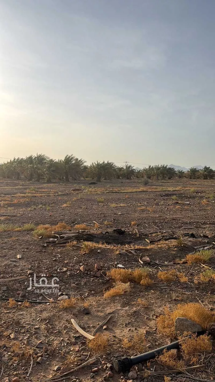 مزرعة للإيجار في شارع 00000, حي الصهوة, مدينة المدينة المنورة, منطقة المدينة المنورة صورة 5