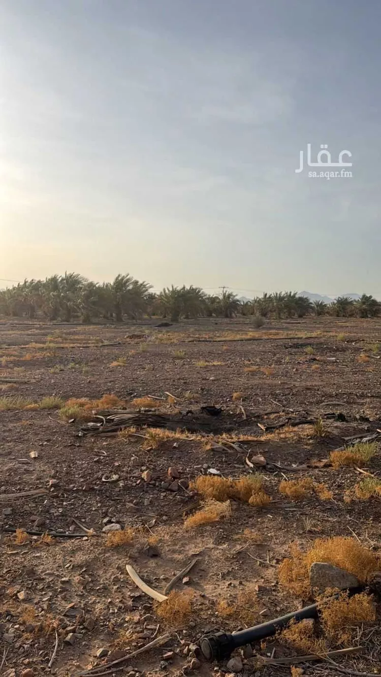 مزرعة للإيجار في شارع 00000, حي الصهوة, مدينة المدينة المنورة, منطقة المدينة المنورة