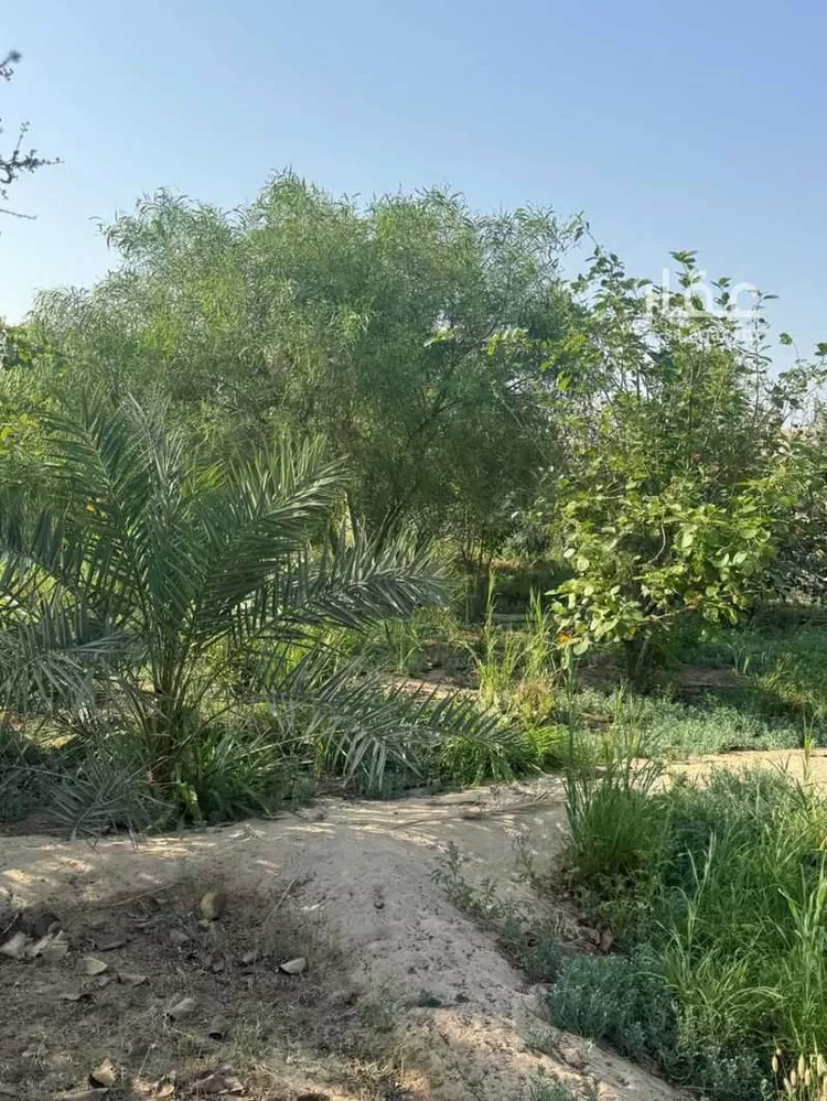مزرعة للبيع في شارع رأس تنورة 1385, مدينة الجبيل, المنطقة الشرقية صورة 5