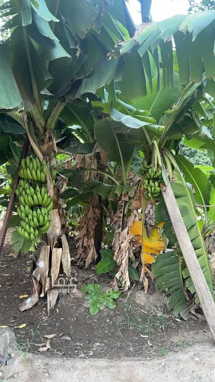 مزرعة للبيع في شارع الشارع العام المؤدي لحي الفرشة, حي اهل البلاد, مدينة اهل البلاد, منطقة عسير 7