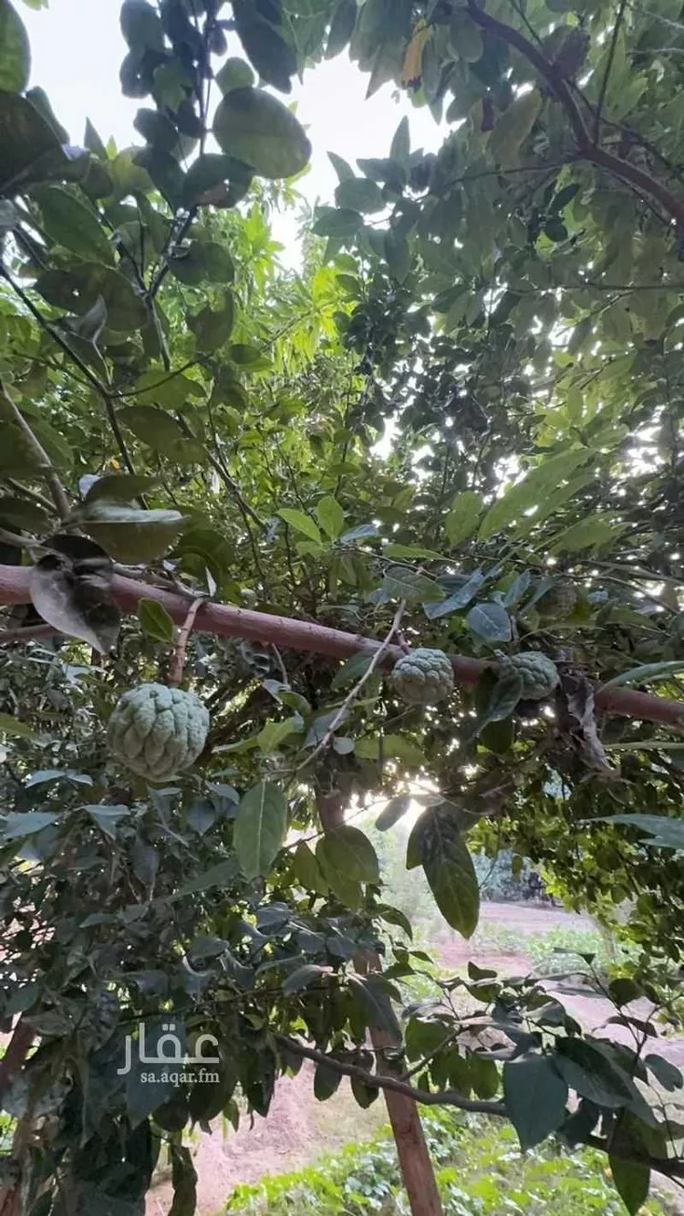 مزرعة للبيع في شارع الشارع العام المؤدي لحي الفرشة, حي اهل البلاد, مدينة اهل البلاد, منطقة عسير 6