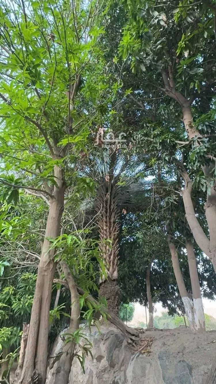 مزرعة للبيع في شارع الشارع العام المؤدي لحي الفرشة, حي اهل البلاد, مدينة اهل البلاد, منطقة عسير 10