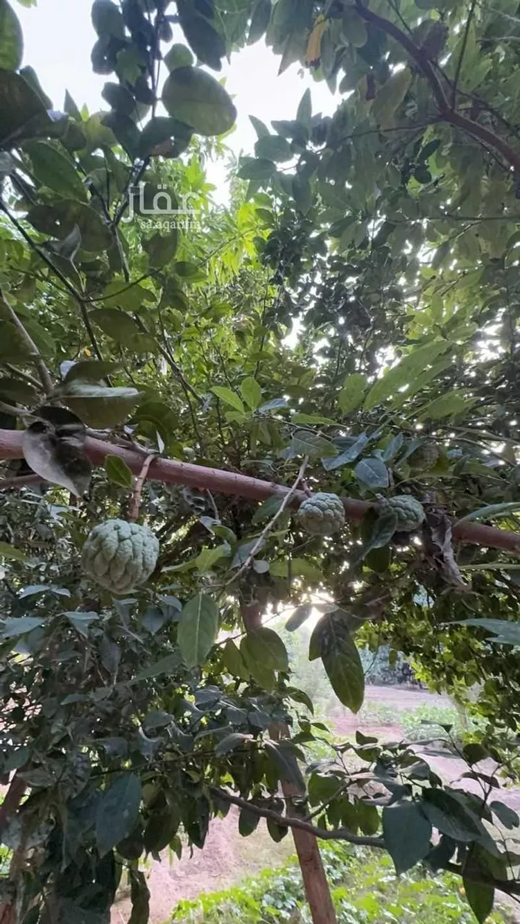 مزرعة للبيع في شارع الشارع العام المؤدي لحي الفرشة, حي اهل البلاد, مدينة اهل البلاد, منطقة عسير صورة 5