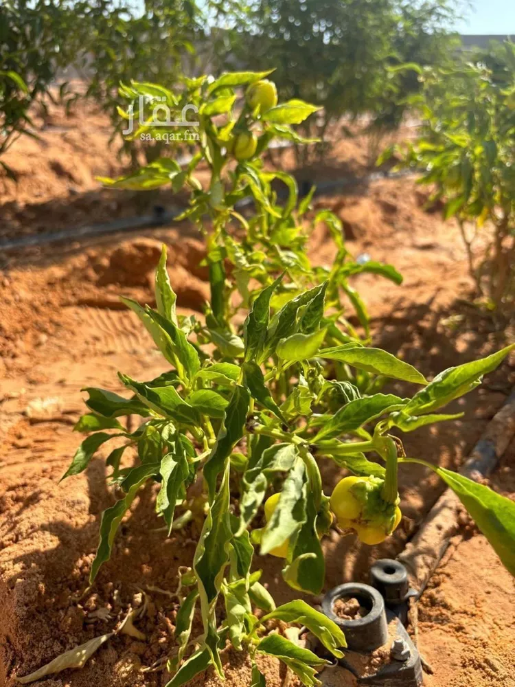 مزرعة للبيع في شارع الصدف, حي العفجه, مدينة الخرج, منطقة الرياض