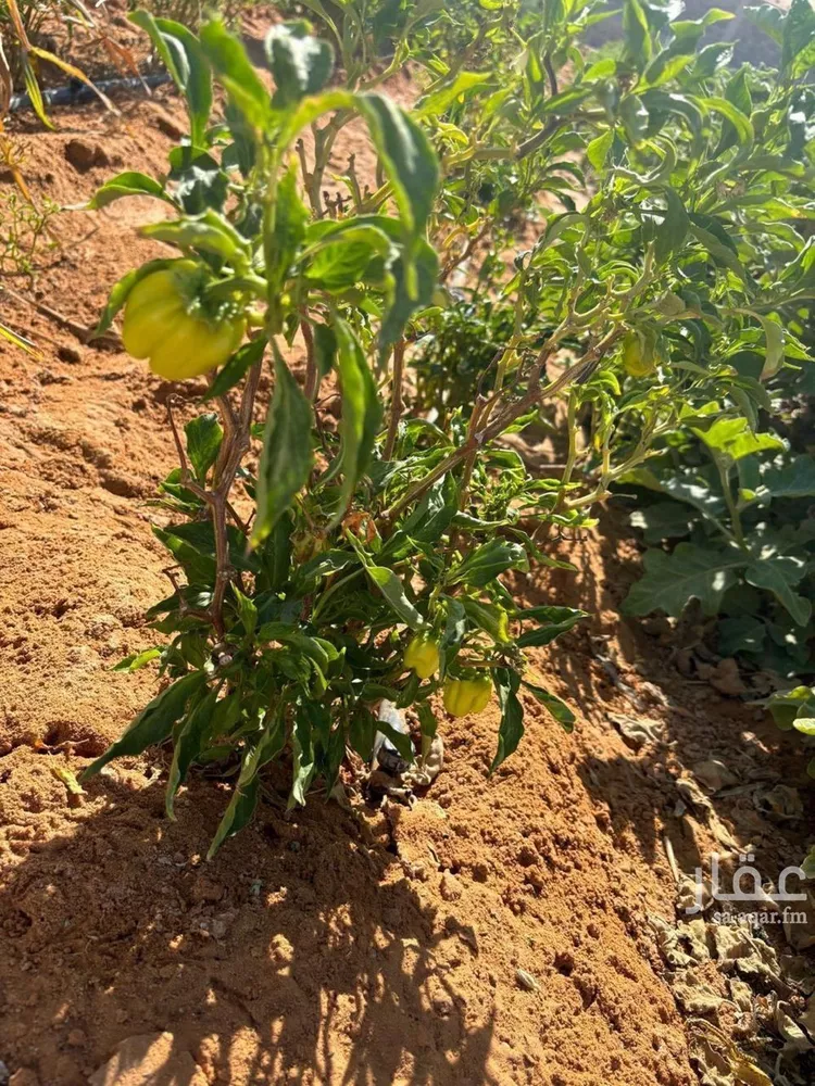 مزرعة للبيع في شارع الصدف, حي العفجه, مدينة الخرج, منطقة الرياض صورة 2