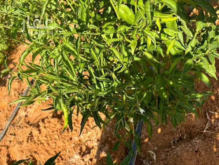 مزرعة للبيع في شارع الصدف, حي العفجه, مدينة الخرج, منطقة الرياض صورة 3