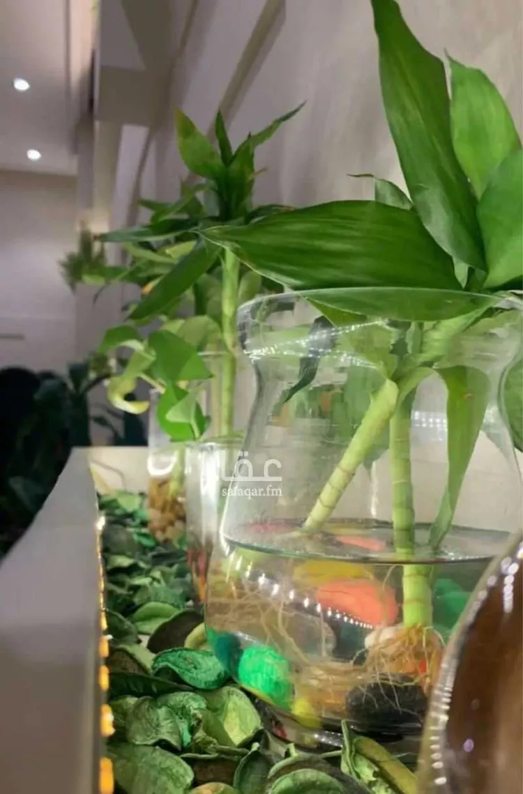 محل للإيجار في شارع زيد بن جيرة, حي وادي مذينب, مدينة المدينة المنورة, منطقة المدينة المنورة