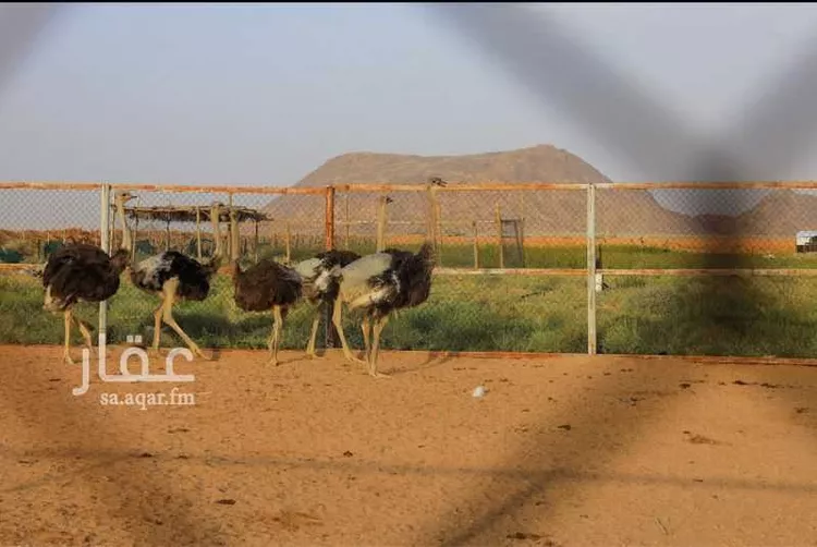 أرض للبيع في حي مزارع كير, مدينة مزارع كير, منطقة القصيم صورة 4