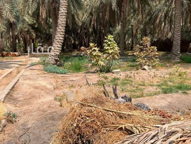 مزرعة للبيع في حي الروابي, مدينة الاحساء, المنطقة الشرقية صورة 4