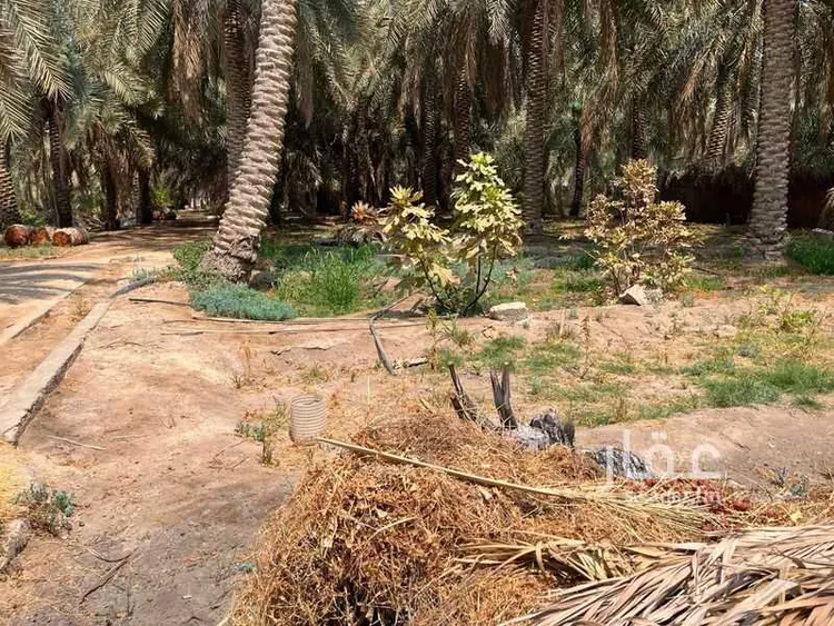 مزرعة للبيع في حي الروابي, مدينة الاحساء, المنطقة الشرقية صورة 3