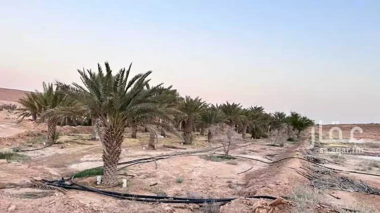 مزرعة للبيع في شارع البير, حي مجموعه مزارع شعيب البير, مدينة مجموعه مزارع شعيب البير, منطقة الرياض