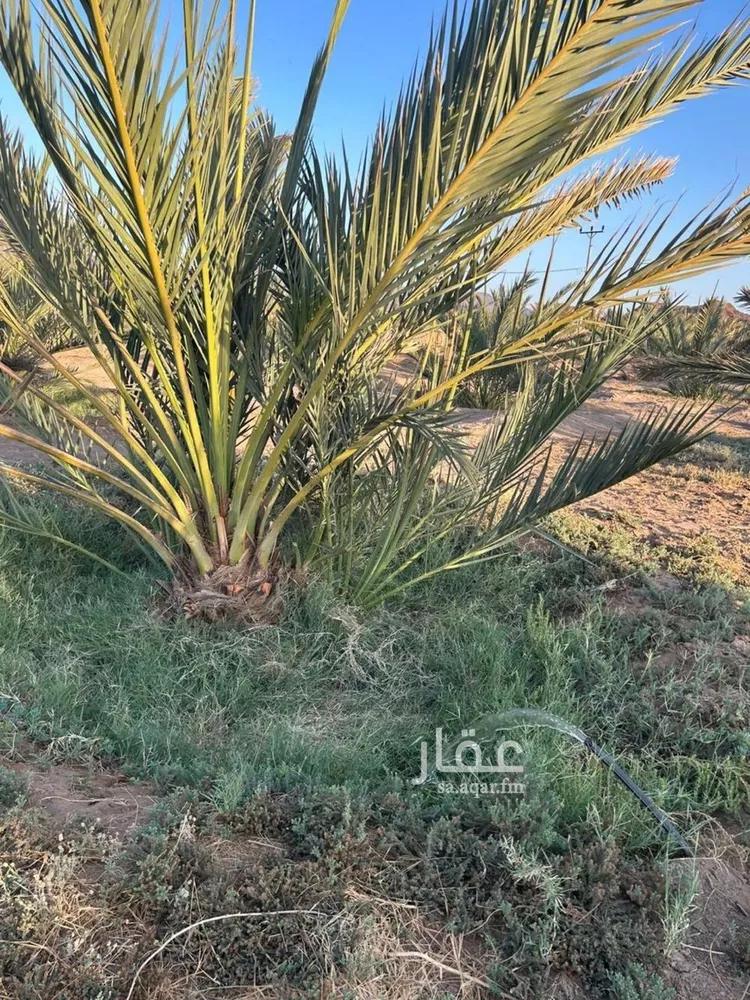 مزرعة للبيع في شارع ضواحي 112, حي المليليح, مدينة المدينه المنوره, منطقة المدينة المنورة صورة 4