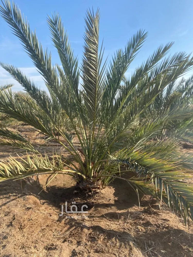 مزرعة للبيع في شارع ضواحي 112, حي المليليح, مدينة المدينه المنوره, منطقة المدينة المنورة صورة 3