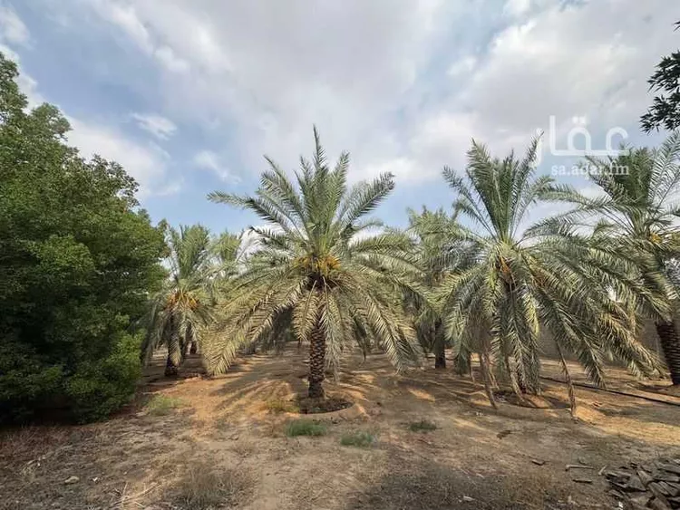 Rest House for Rent in Al Bukayriyah Al Khalidiyah صورة 5