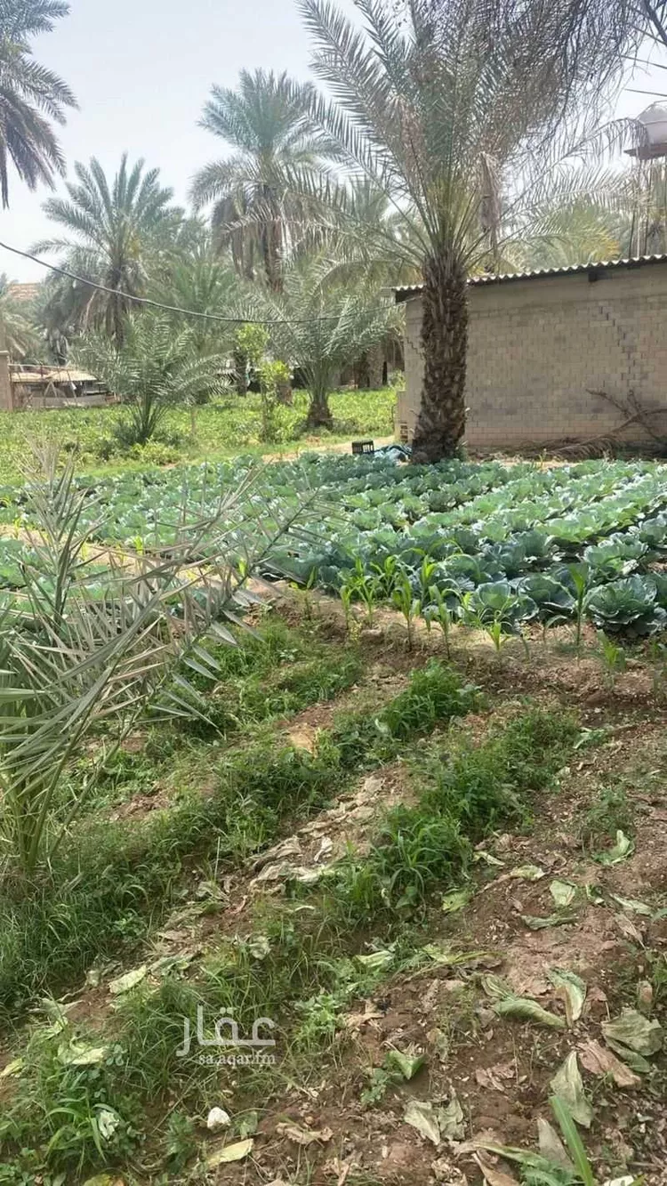 مزرعة للبيع في حي عريض, مدينة الرياض, منطقة الرياض صورة 4