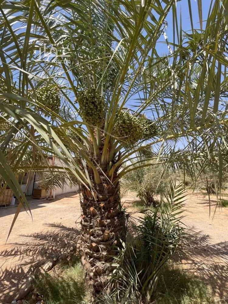 مزرعة للبيع في شارع الحسى 136, حي الحسى, مدينة الحسى, منطقة الرياض 11