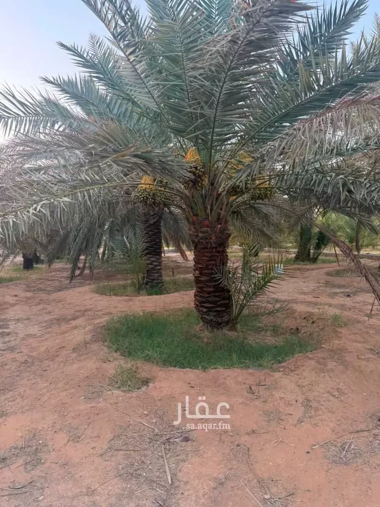 مزرعة للبيع في شارع الحسى 136, حي الحسى, مدينة الحسى, منطقة الرياض 19