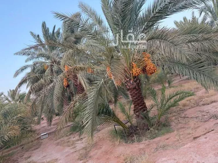 مزرعة للبيع في شارع الحسى 136, حي الحسى, مدينة الحسى, منطقة الرياض 16