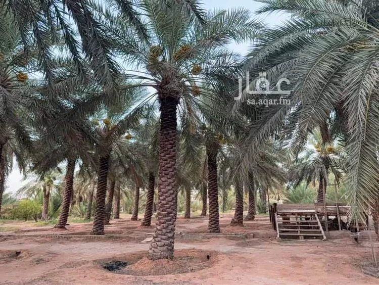 مزرعة للبيع في شارع الحسى 136, حي الحسى, مدينة الحسى, منطقة الرياض 14