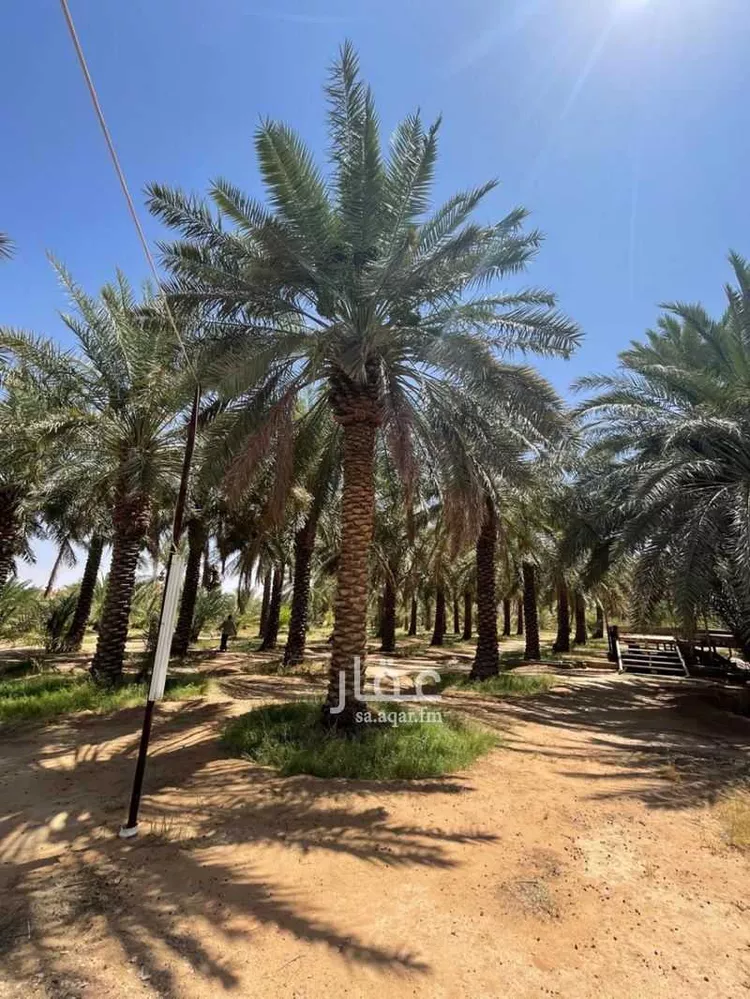 مزرعة للبيع في شارع الحسى 136, حي الحسى, مدينة الحسى, منطقة الرياض 7