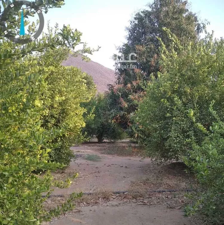 مزرعة للبيع في شارع خسلف 5307, مدينة الحجر, منطقة مكة المكرمة صورة 5